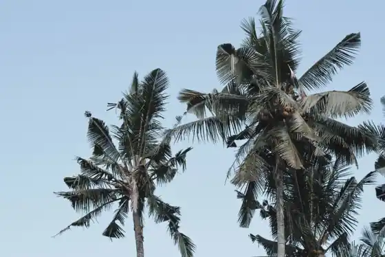 Where Bali video editors cluster — the district map