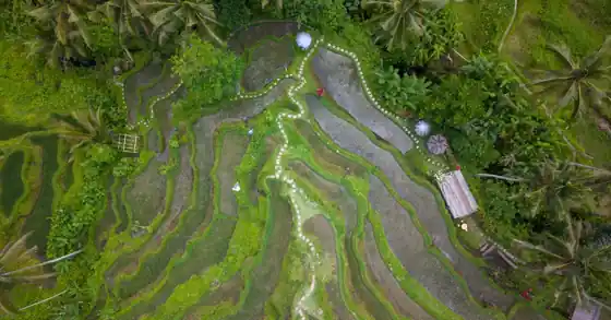 Ubud, Bali — photo by Tom Fisk